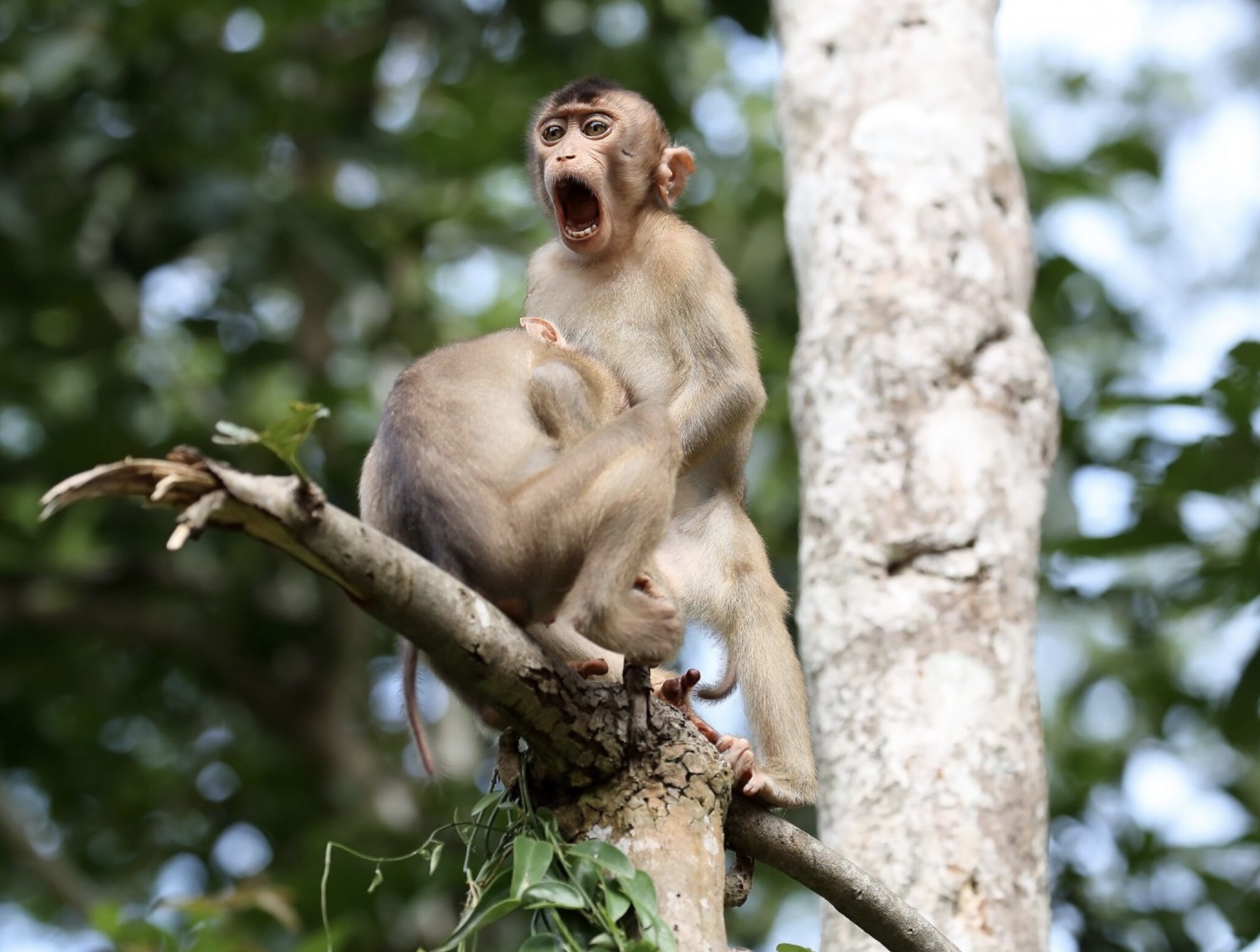 Comedy Wildlife