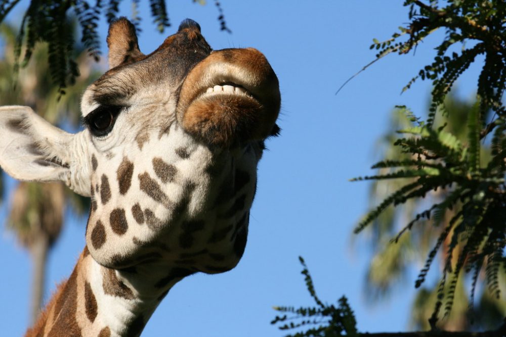 Dişler hakkında ilginç bilgiler Zürafa
