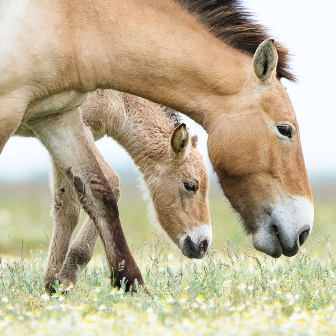 Prezewalski