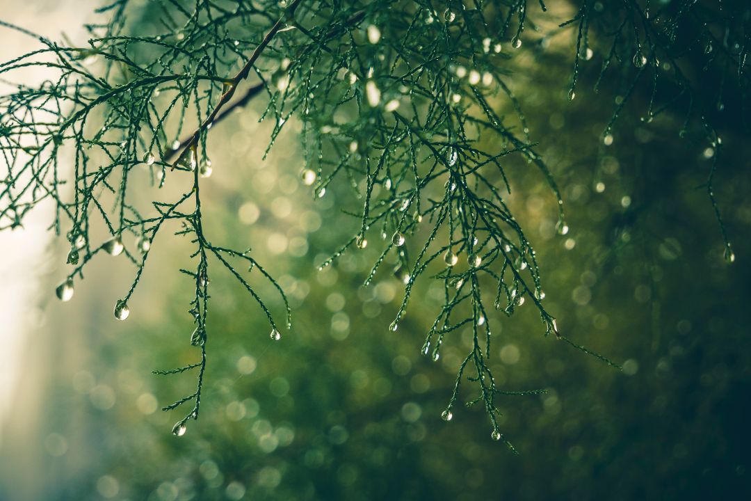 yağmur sonrası toprak kokusu