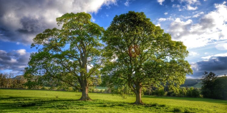 Ağaçlar: Doğanın Sessiz Kahramanları ve Hayatın Temel Taşları
