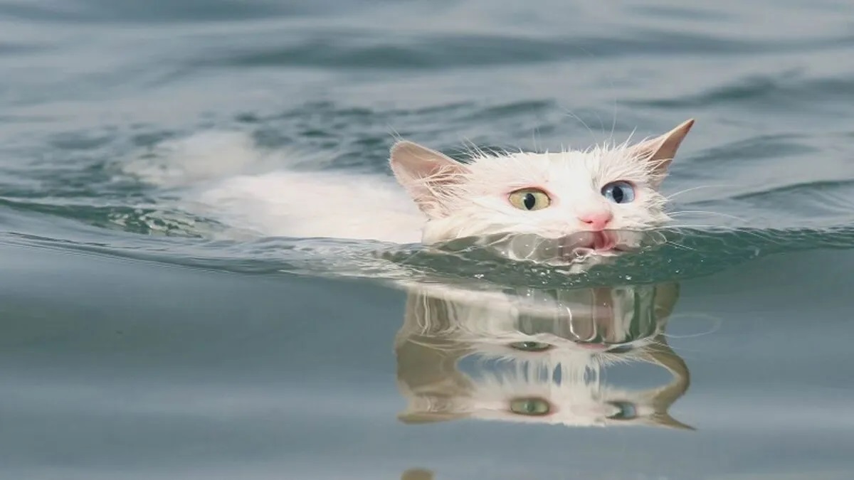 Akıllı Kedi Türleri Zekasına Hayran Olunan 11 Kedi Türü