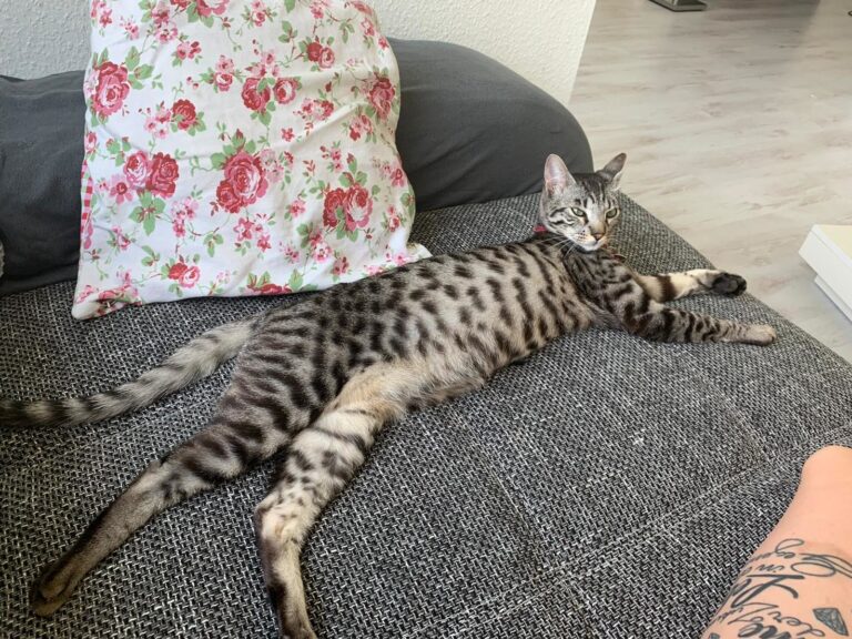 Akıllı Kedi Türleri Zekasına Hayran Olunan 11 Kedi Türü