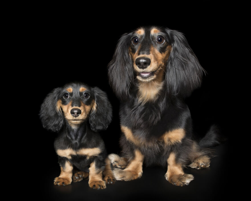 köpeklerin