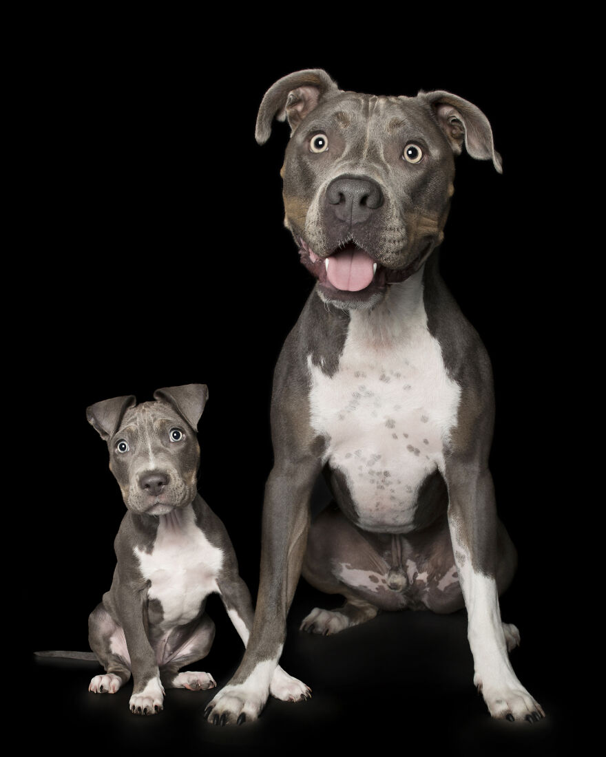 köpeklerin