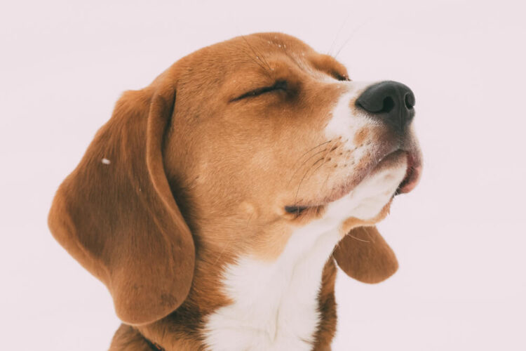 beagle av köpeği