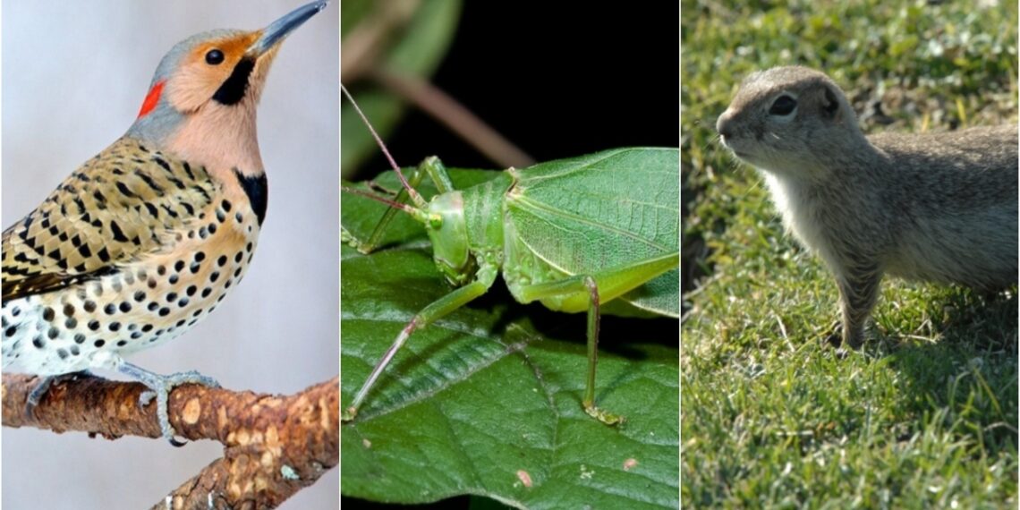 Çıkardıkları 8 Farklı Sesle Kedilerin İnsanlara Anlatmak İstedikleri