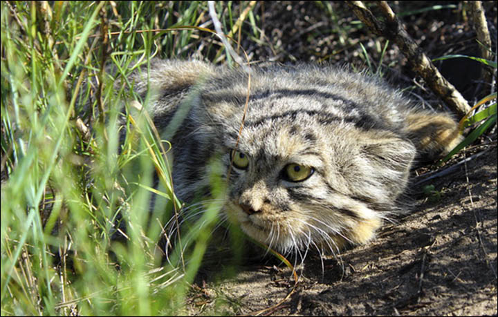 manul avcı 