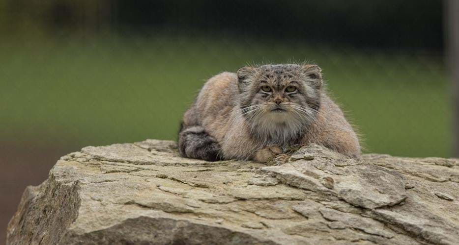 pallas manul tehdit altında kedi türü 
