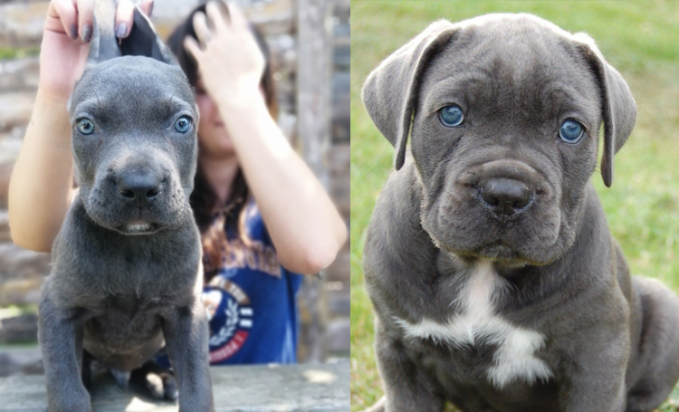 cane corso blue