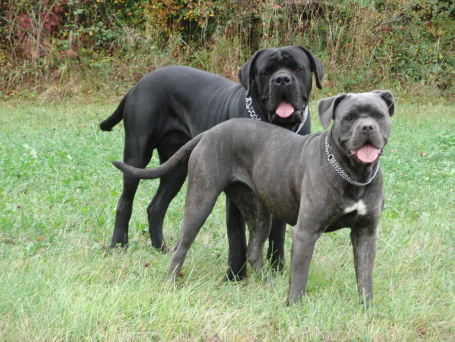 cane corso dişi erkek listelist