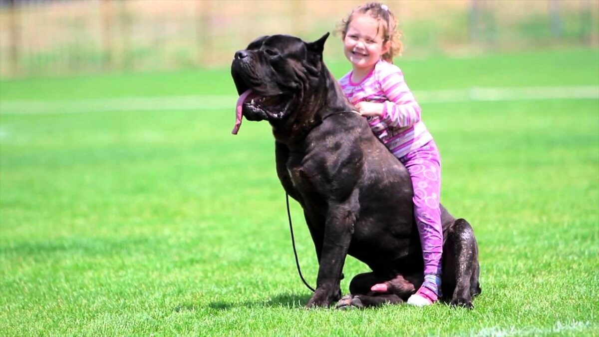 cane corso çocuk