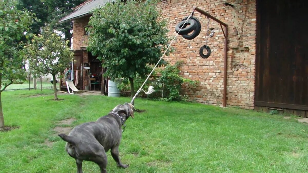 cane corso egzersiz