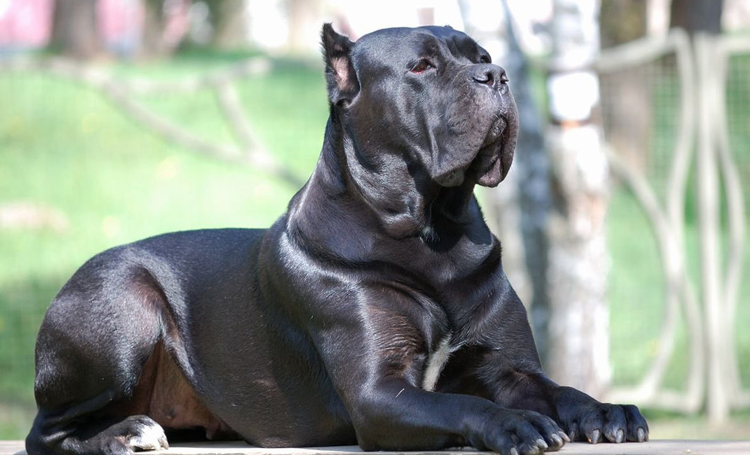 italyan mastiff