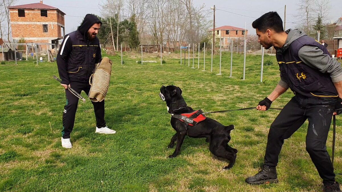 cane corso itaat eğitimi