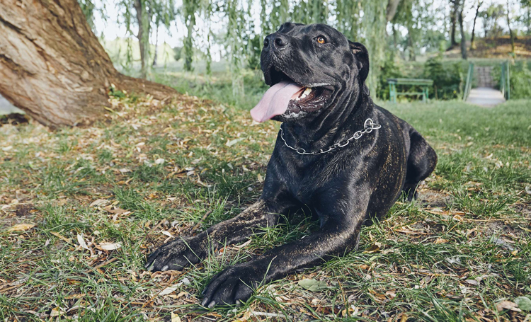 Cane Corso Cinsi Kopekler Hakkinda Bilmeniz Gereken Her Sey