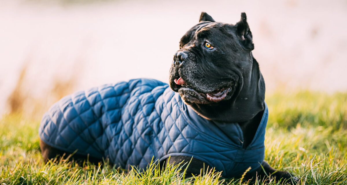 italyan mastiff boğa yarışı