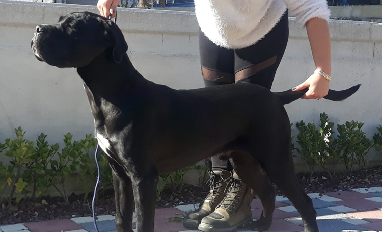 İtalyan Mastiff sosyallik