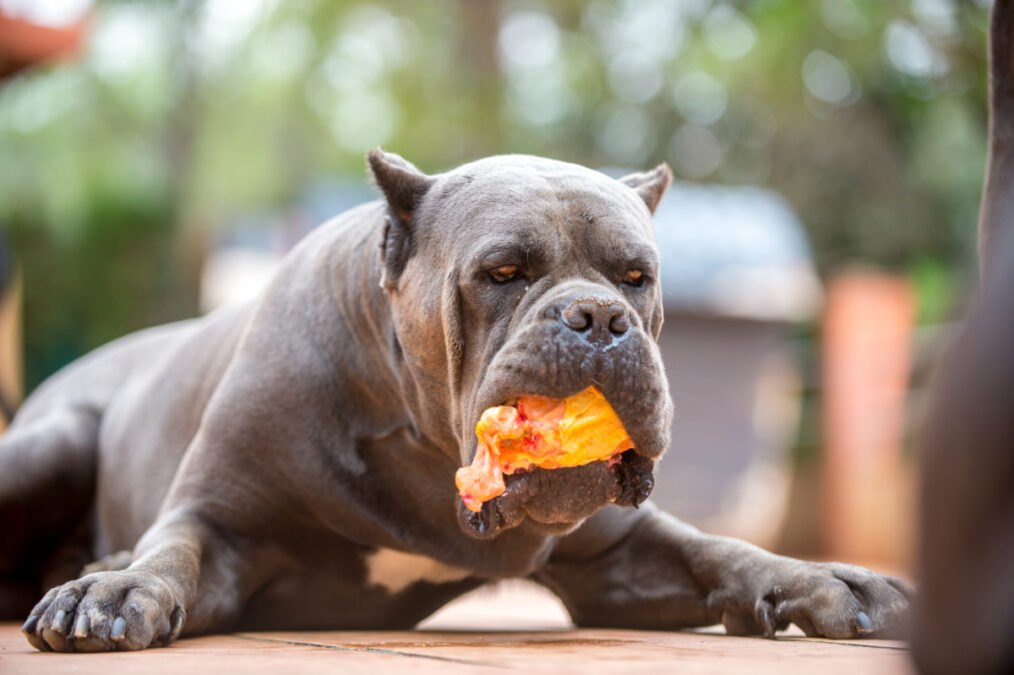 cane corso yemek