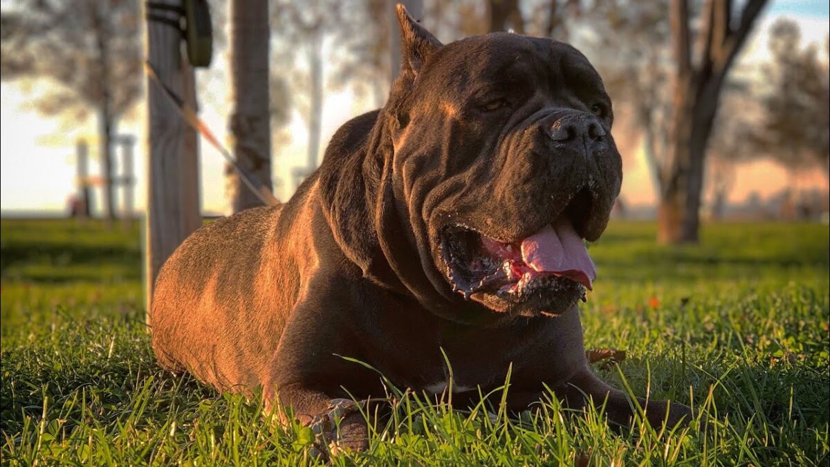 cane corso tüyleri listelist 