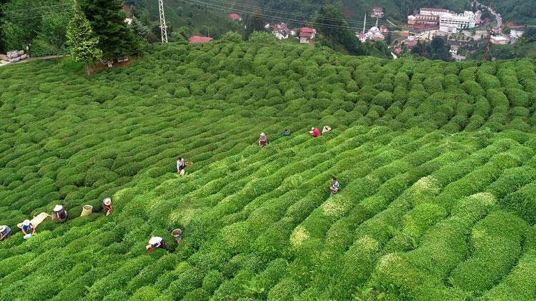 çay ihracatı