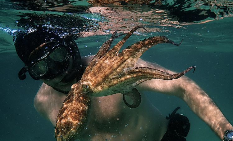 My Octopus Teacher