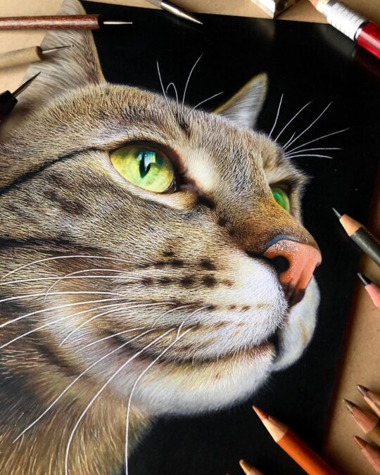 Gerçek Gibi! Realistik Kedi Çizimleriyle Herkesi Büyüleyen Haruki Kudo