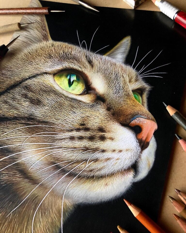 gerçek kedi