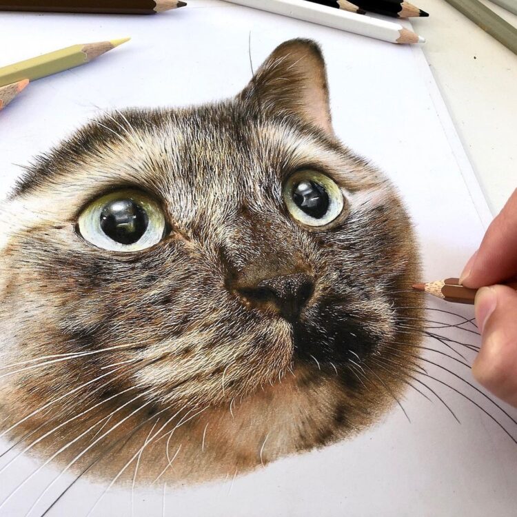 Gerçek Gibi! Realistik Kedi Çizimleriyle Herkesi Büyüleyen Haruki Kudo