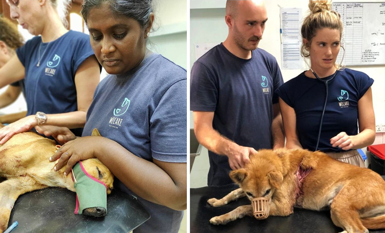 janey lowes hayvansever sri lanka ingiltere wecare worldwide sokak köpeği listelist