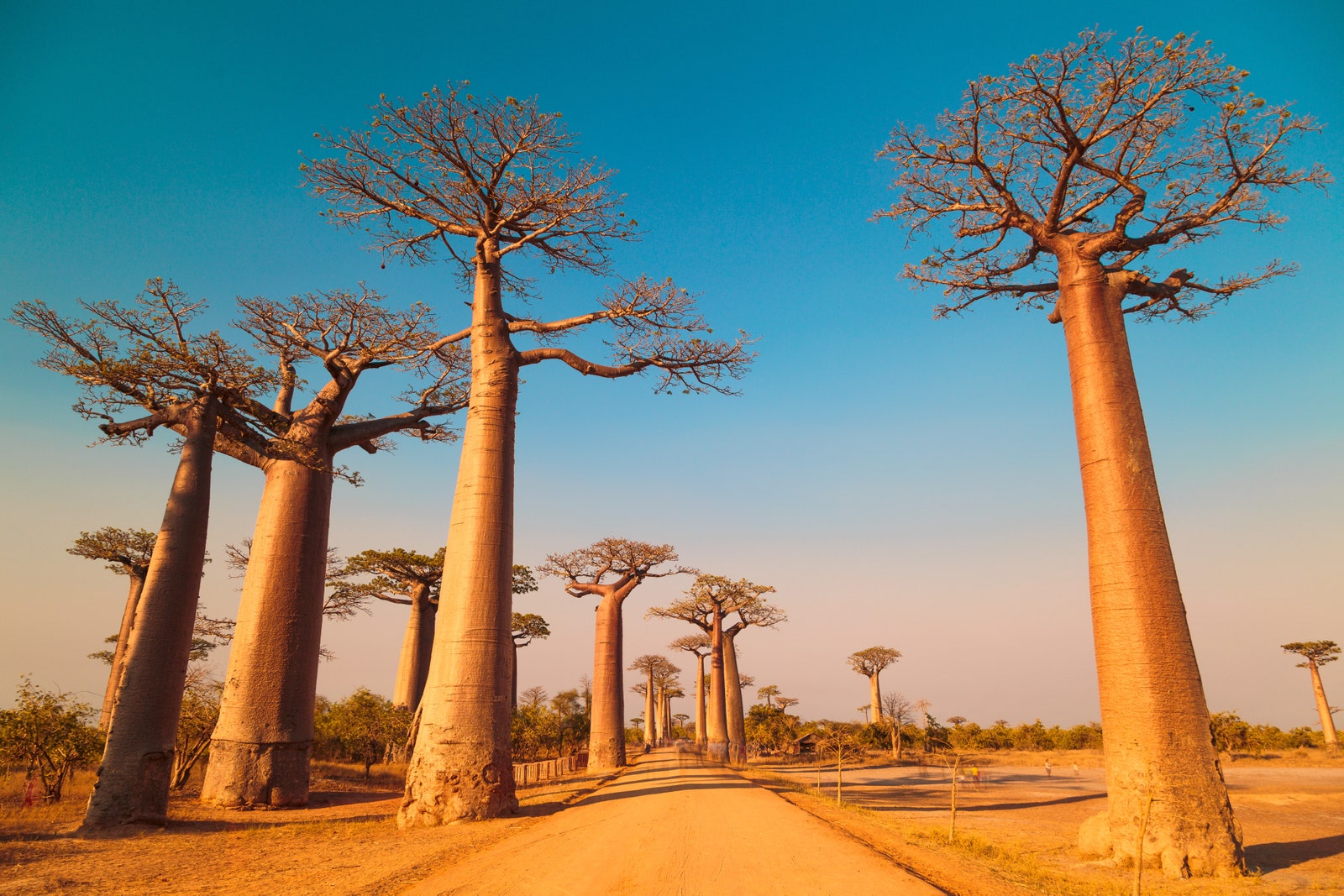 Avenue of the Baobabs, Madagascar