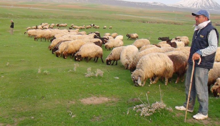 hayvancılık sorunları türkiye