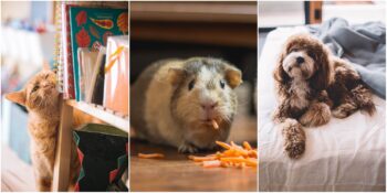 evcil hayvan sahiplerinin mutlaka indirmesi gereken 9 mobil uygulama listelist com evcil hayvan sahiplerinin mutlaka indirmesi gereken 9 mobil uygulama listelist com