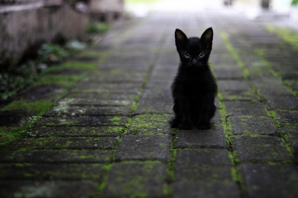 Kara kediler