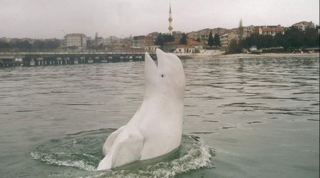 beyaz balina