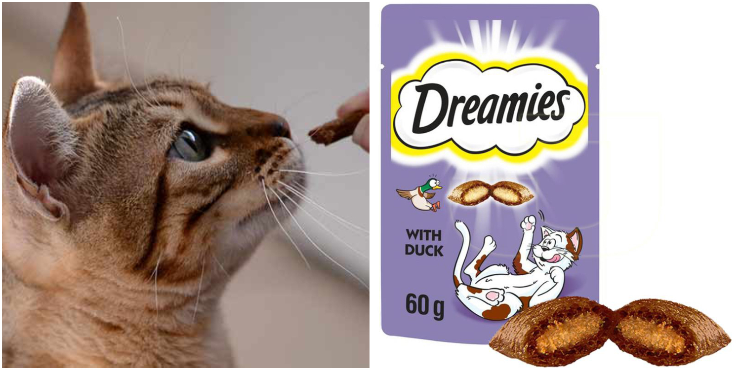 En Iyi Kedi Egitim Urunleri Tavsiyeleri Onerileri Listelist Com