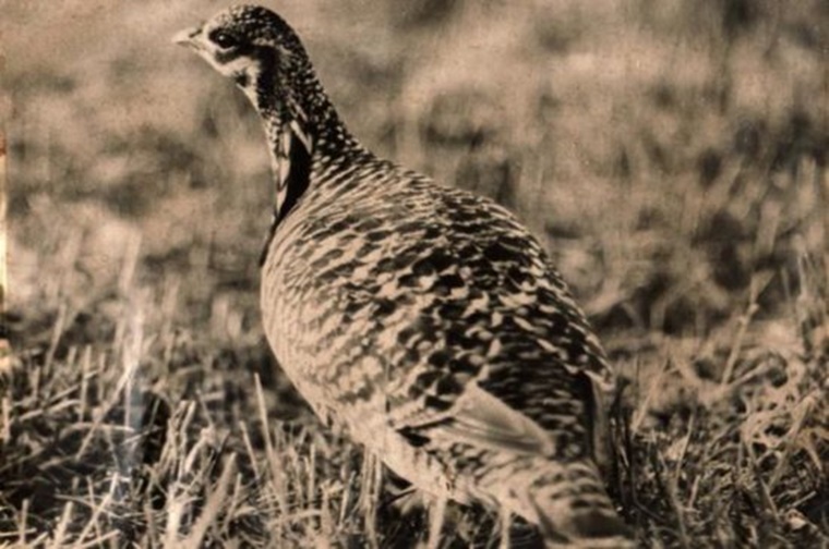 Heath hen