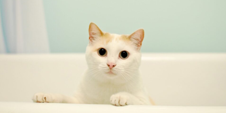 Kedilerin Banyo Rutini Hakkında Her Şey  Ve En İyi Kedi Şampuanları