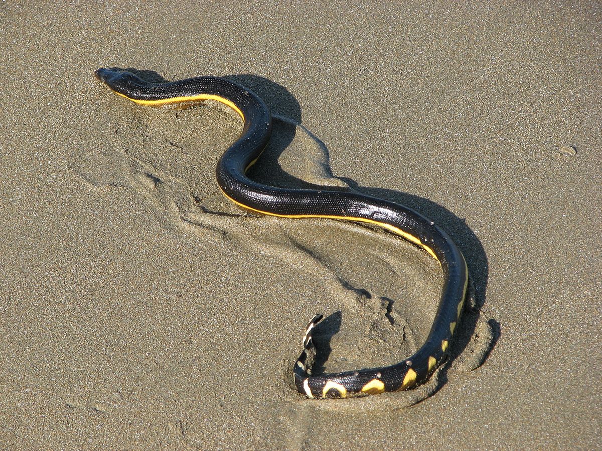 Dünyanın en büyük yılanı