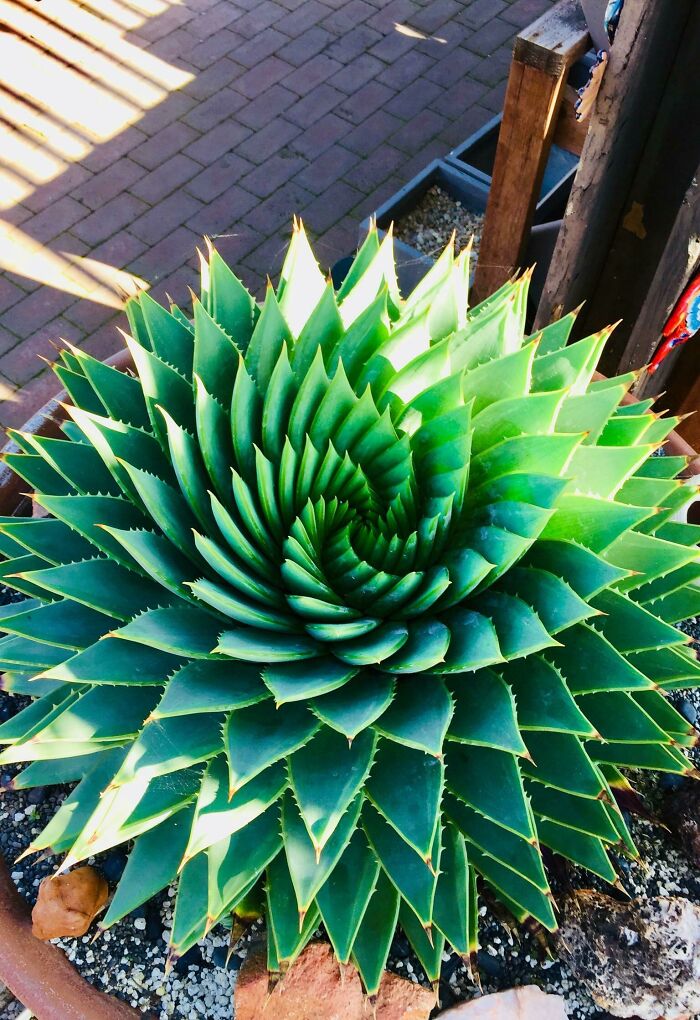 simetri