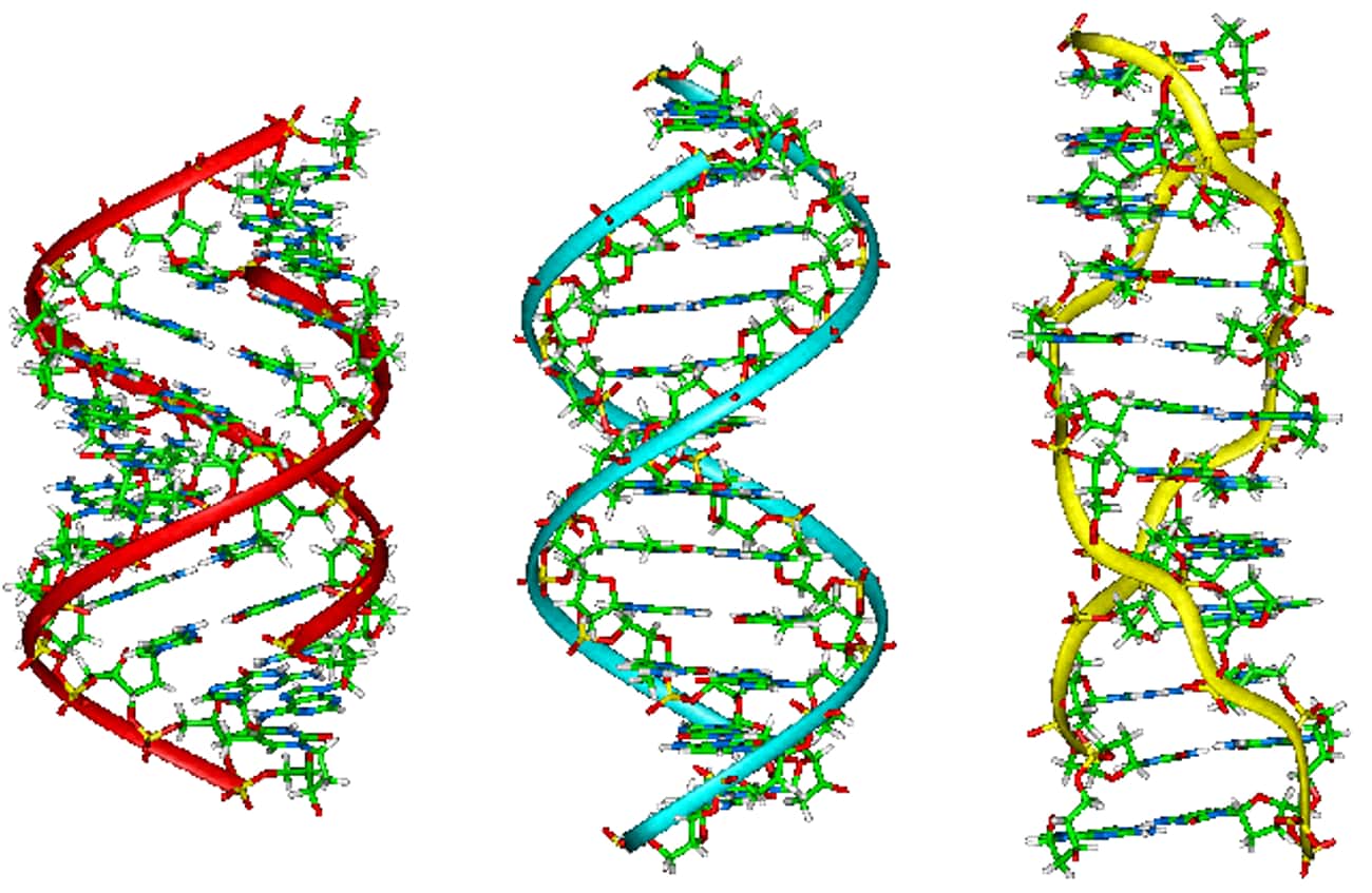 DNA