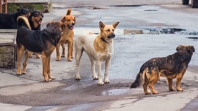 sokak köpekleri