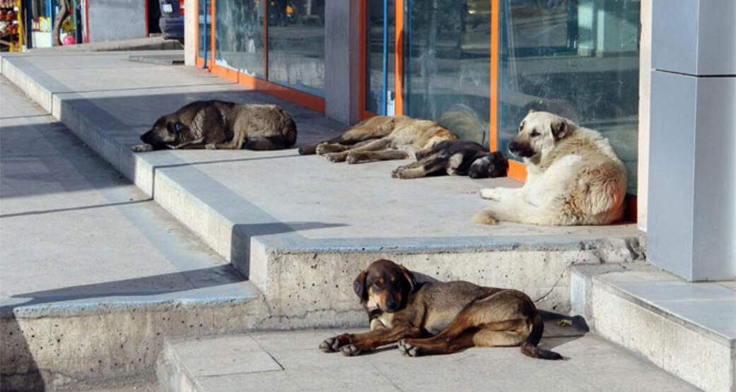 sokak hayvanları