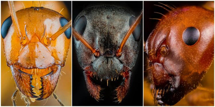Korku Filminden Bir Sahne Gibi! Tüylerinizi Diken Diken Edecek 7 Yakın Çekim Karınca Portresi