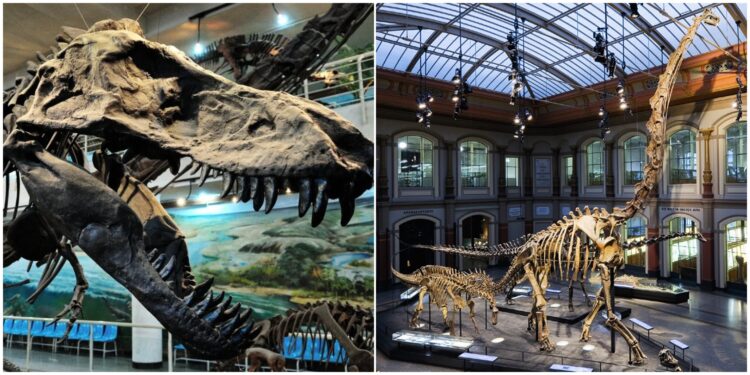 Gözlerinize İnanamayacaksınız! Mutlaka Ziyaret Etmeniz Gereken En İyi 9 Dinozor Müzesi