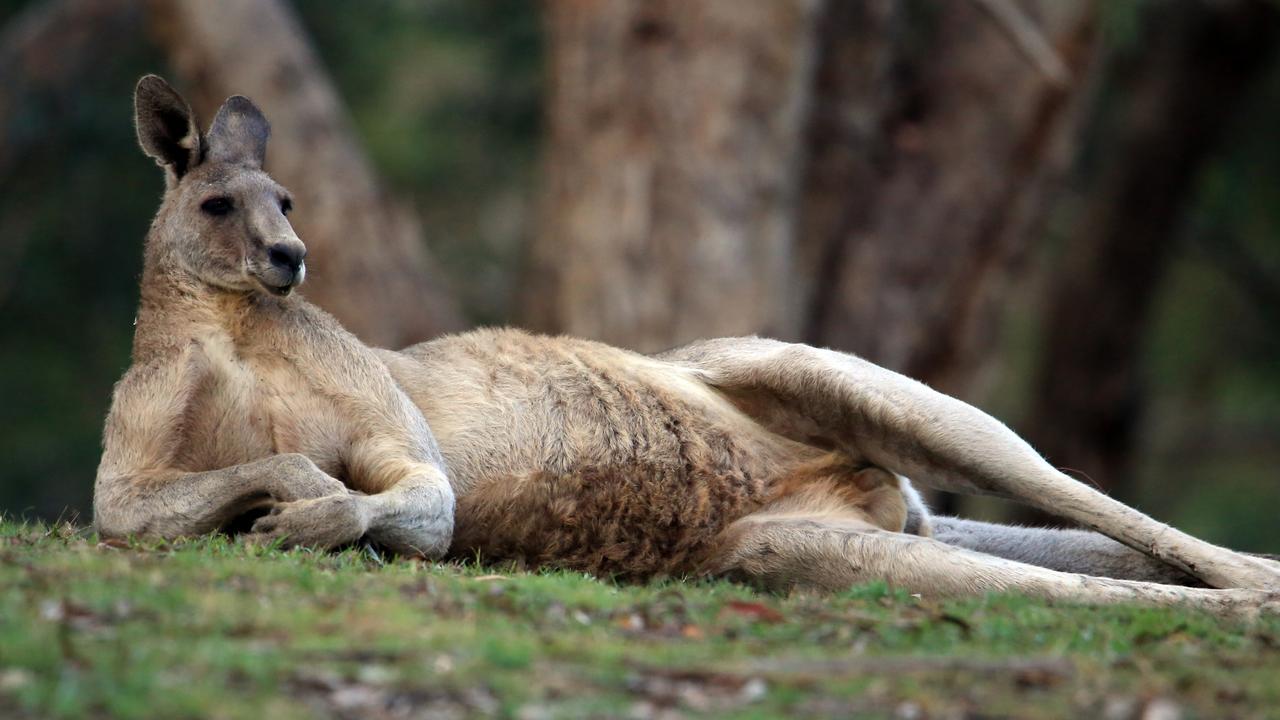 kangurular