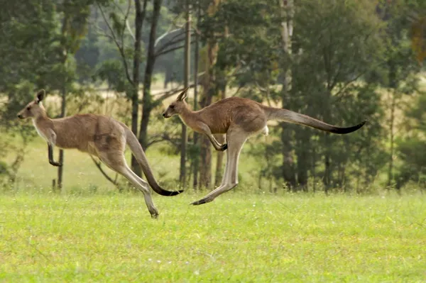 kangurular
