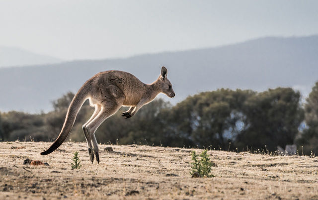 kangurular