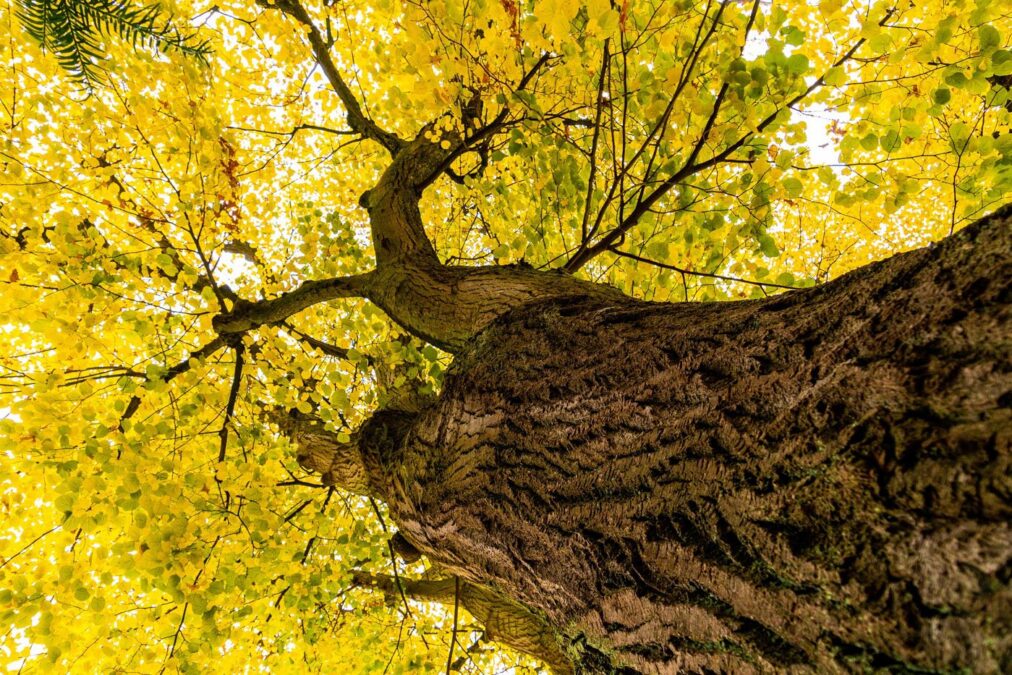 tree-species-tree-species-in-the-world-and-turkey-nfobilgi