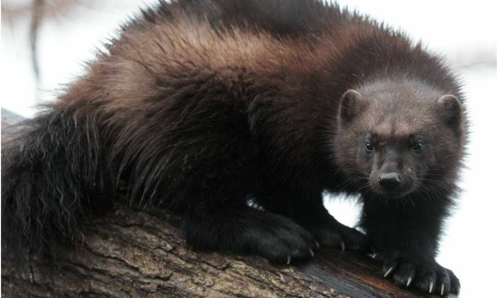 Wolverine